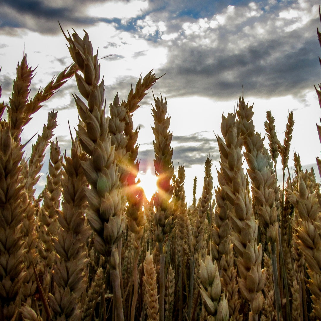 Lammas: The First Harvest