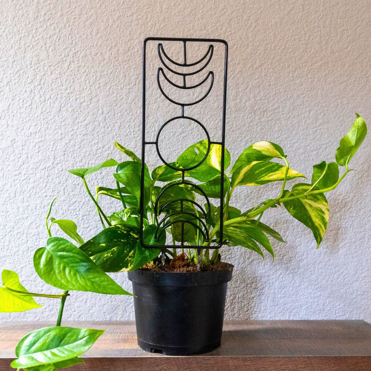 Metal Moon Phase Plant Trellis